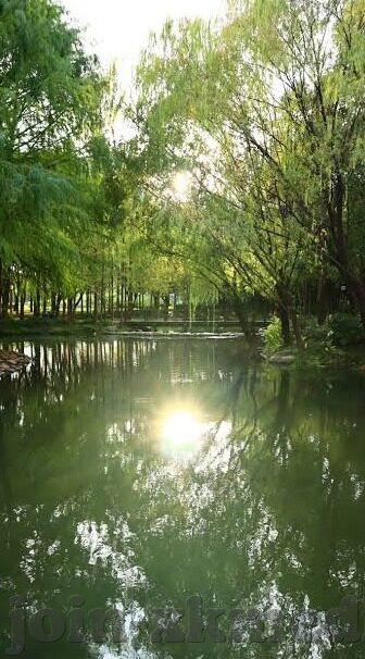 红杏视频麻豆-红杏视频与麻豆，浅析网络文化现象的背后